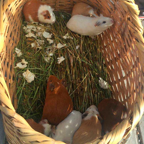 mercado-animales